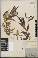 Foto von Salix acmophylla Boiss.